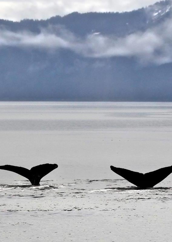Three whale's flukes stick out of from the ocean.