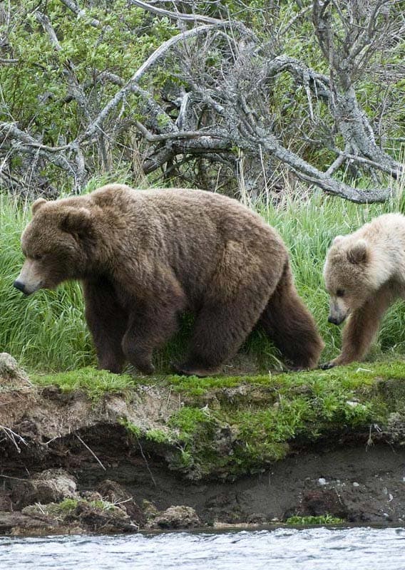 Bears walk along a riverbank