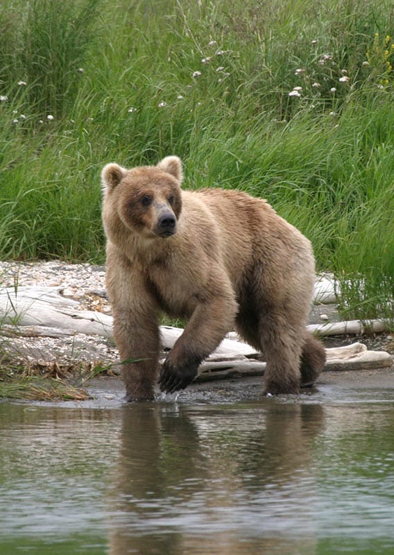 Alaskan Bear walking along a creek