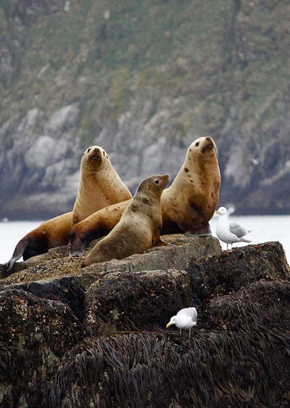 Sea lions at Kenai Fjords