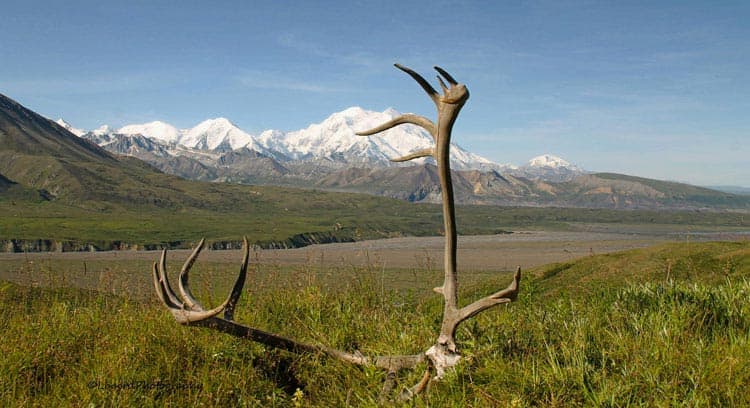 Antlers resting in the grass with mountain backdrop