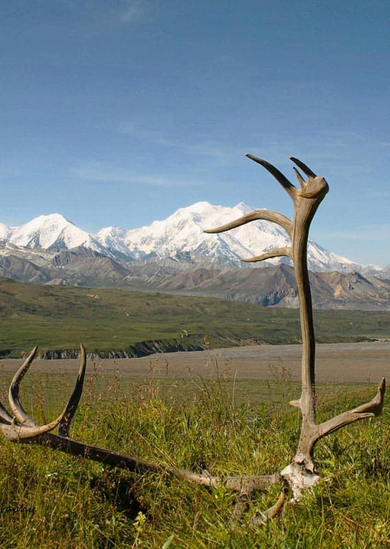 Antlers resting in the grass with a mountain backdrop