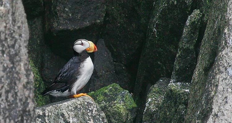A horned puffin rests among mossy rocks