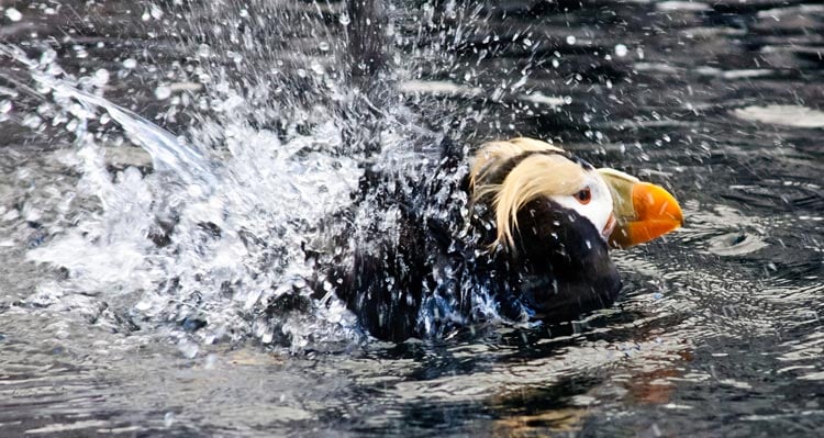A tufted puffin splashes in water