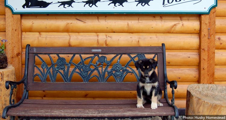 A husky puppy sits on a bench.