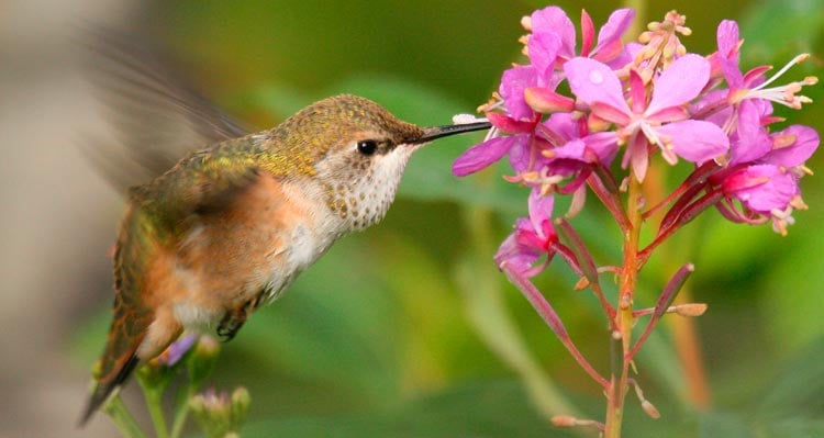 A Rufous Hummingbird hovers while drinking nectar from a pink fireweed flower.