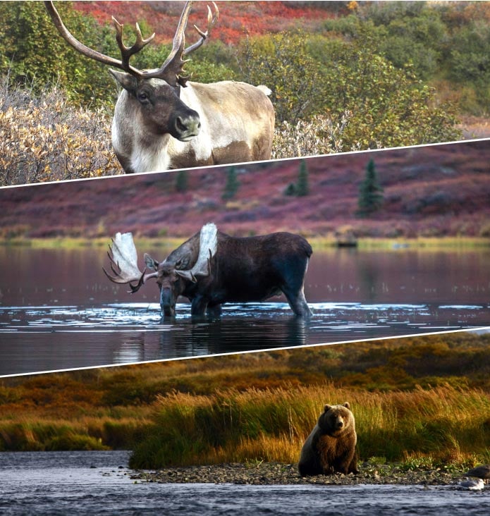 Your Best Chance to See Wildlife at Every Turn