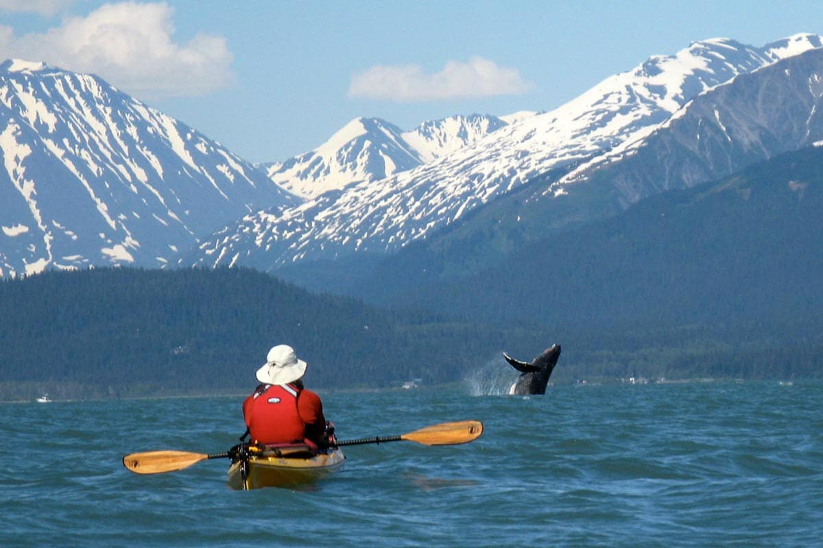 Experience #1 Kayaking Spot in the World: Kenai Fjords NP