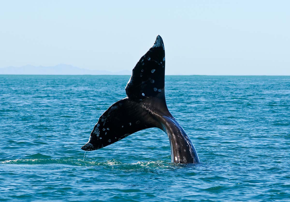 kenai fjords tour seward alaska