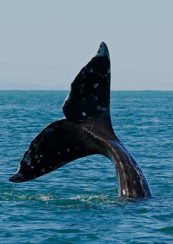 The tail of a grey whale moves above the water on Kenai Fjords Tour Cruise