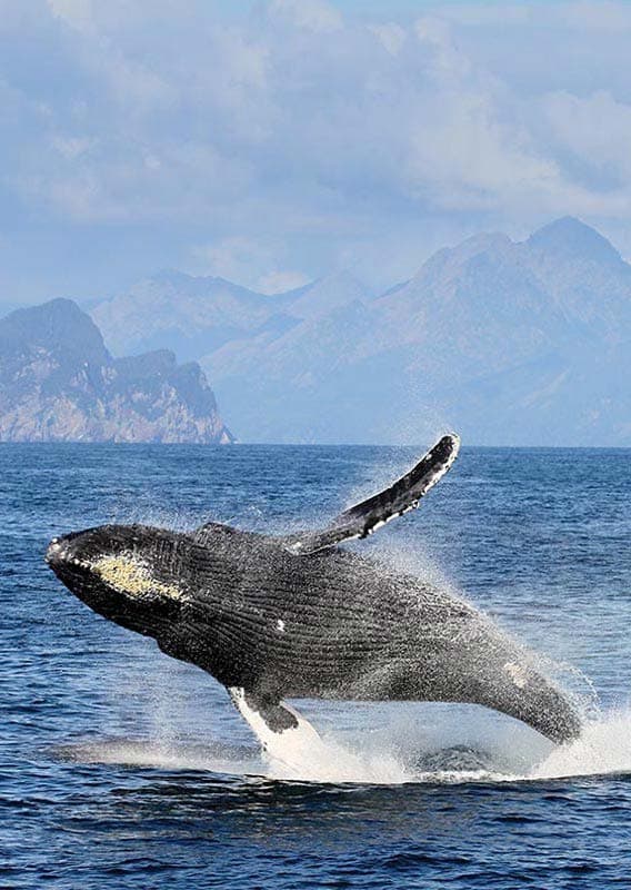 Whale Tours Seward Alaska Whale Tours Seward Alaska