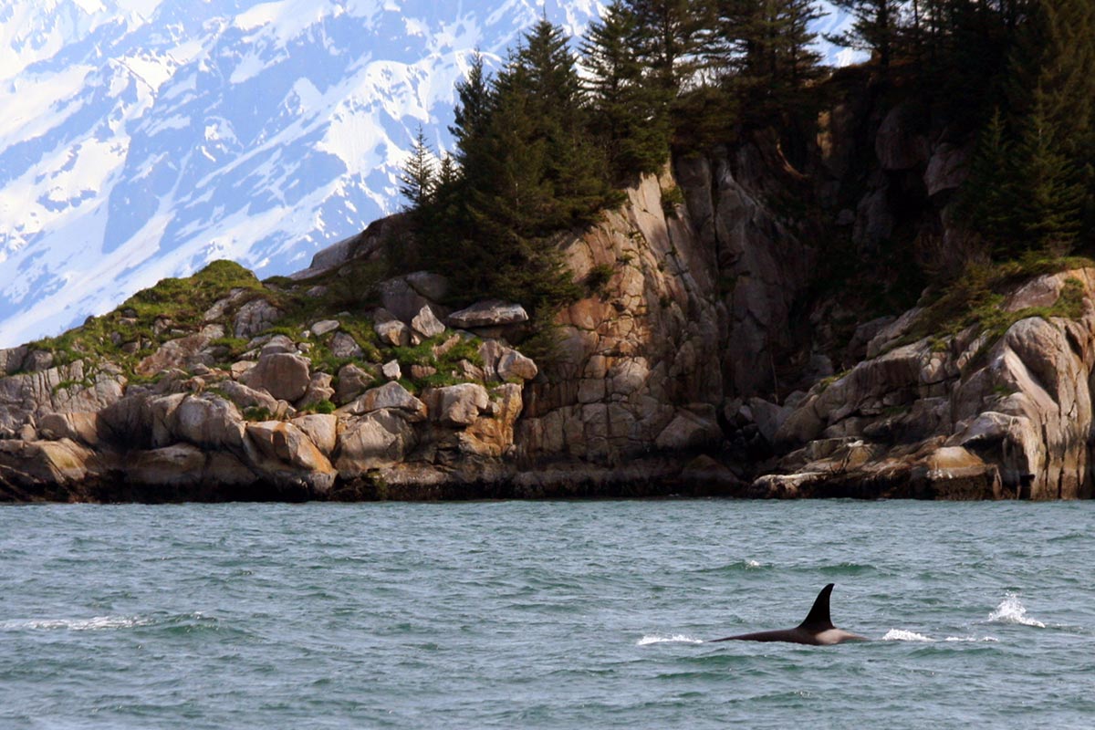 kenai fjords tour