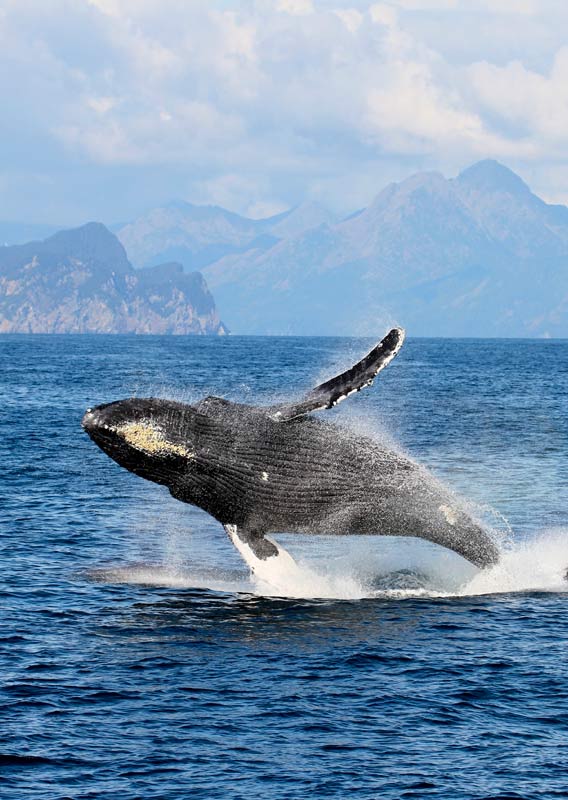 A humpback whale breaches the ocean surface