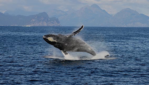 A humpback whale breaches the ocean surface.