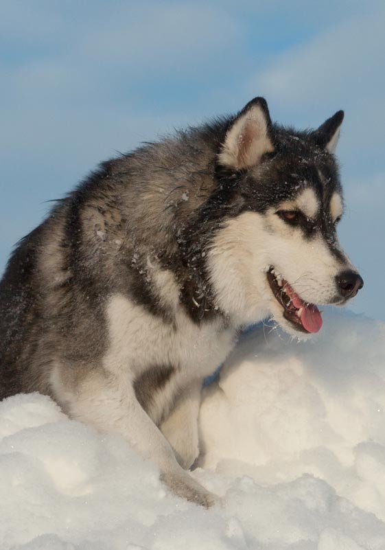 Take an authentic look into rural Alaskan lifestyle based on over 35 years of Alaskan adventures