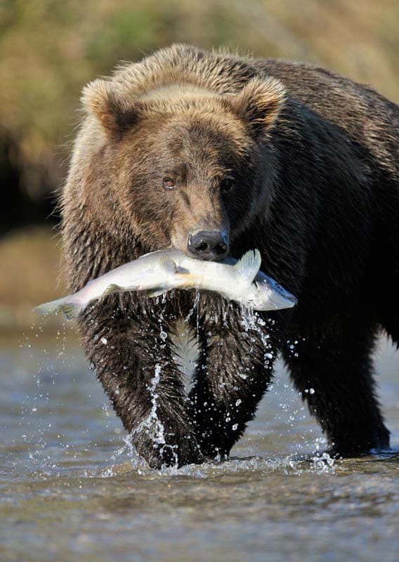 Brooks Falls Katmai Bear Viewing Amp Flightseeing Alaska
