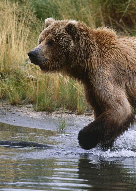 Clark National Park is home to one of the most concentrated bear populations in the State of Alaska