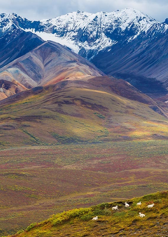 Best Places to Photograph Denali