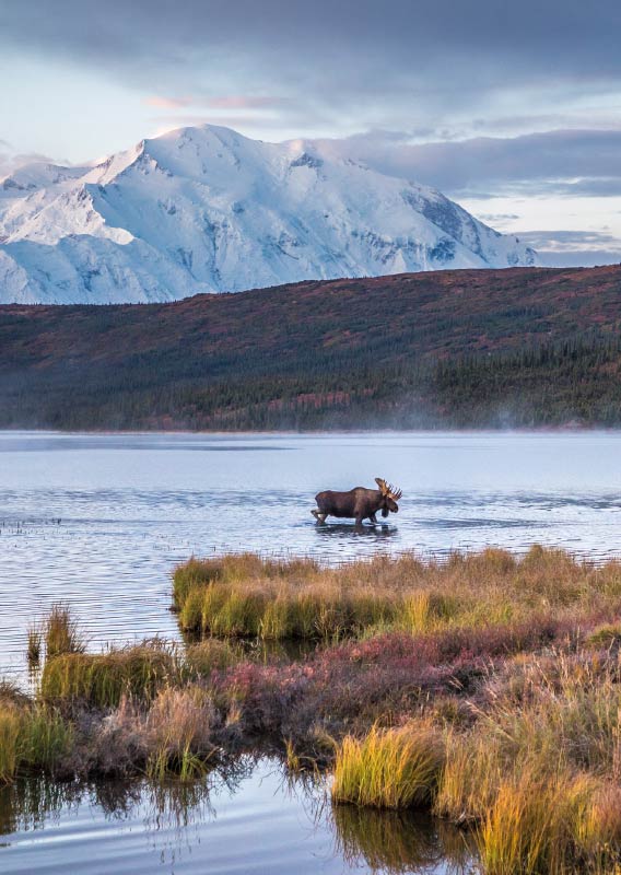 Two people stand at a viewpoint looking towards Denali, a tall snow-covered mountain.