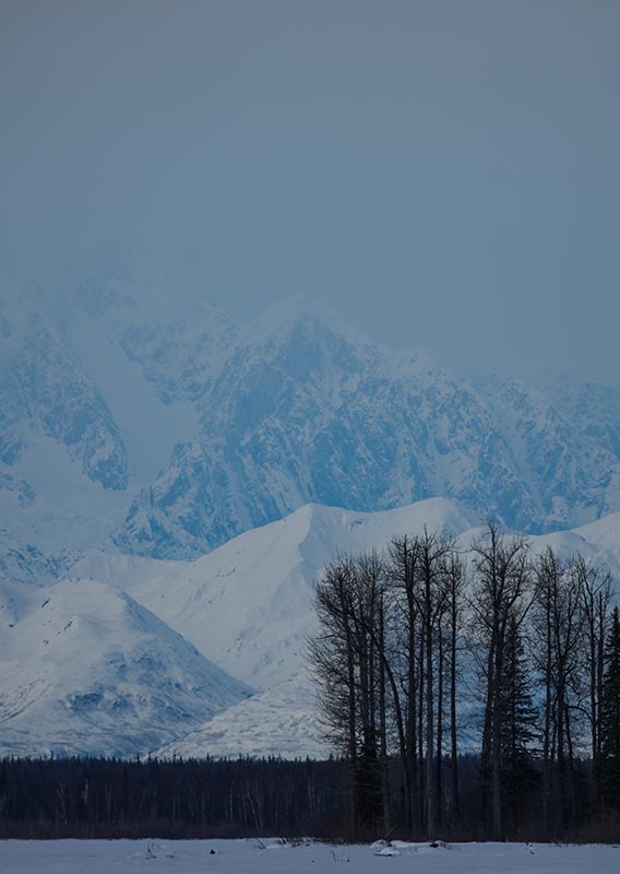 A forest in front of a snowy mountain landscape.