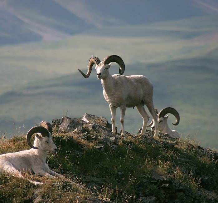 Three Dall Sheep stand atop a rocky outcropping in the tundra.