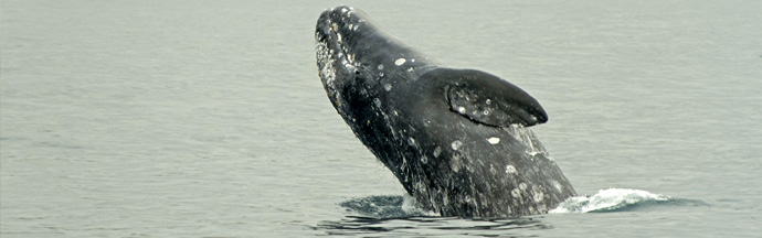 Gray Whale Breach Seward Kenai Fjord