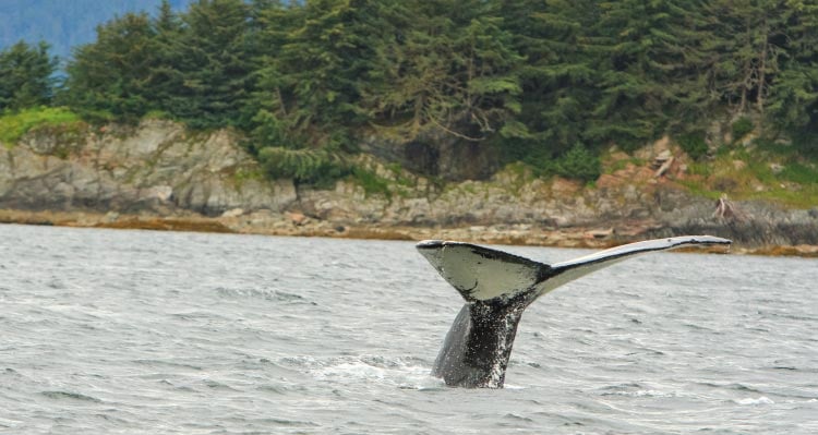 A whale's fluke just above the water's surface.
