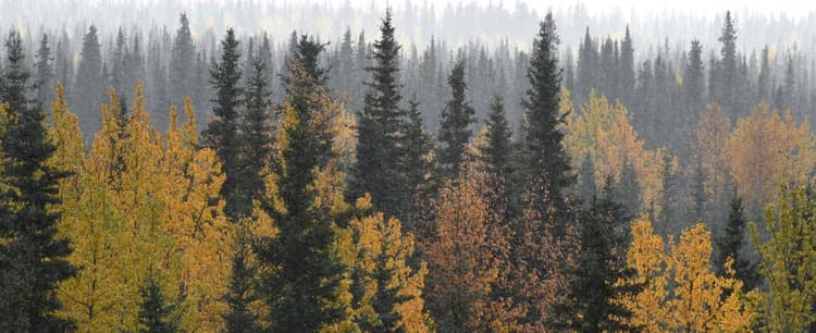 Trees in the Fall