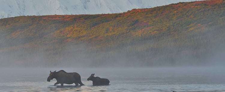 Moose and calf