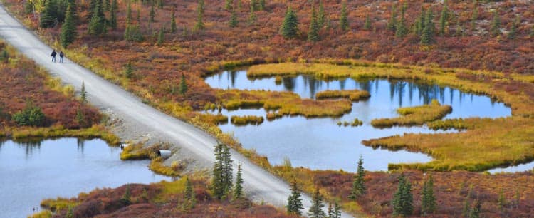 Hikers in Denali National Park