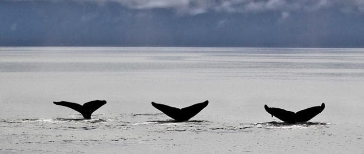 Whale Pod