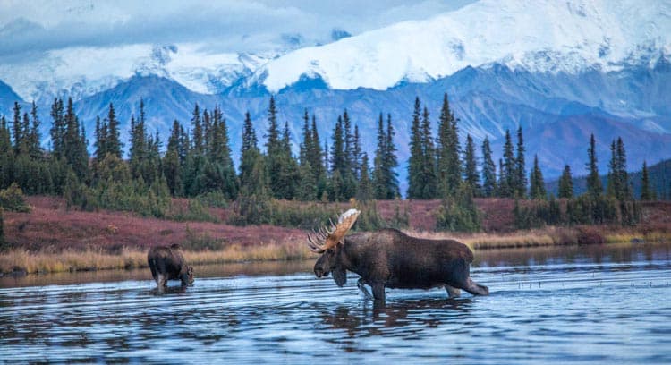 Moose in the Denali Backcountry