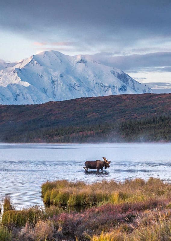 Wildlife Viewing in Denali National Park Tips from Local Experts