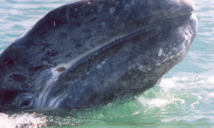 A gray whale calf breaches the water's surface