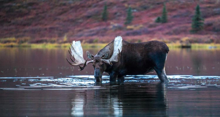 A moose drinking water in a lake.
