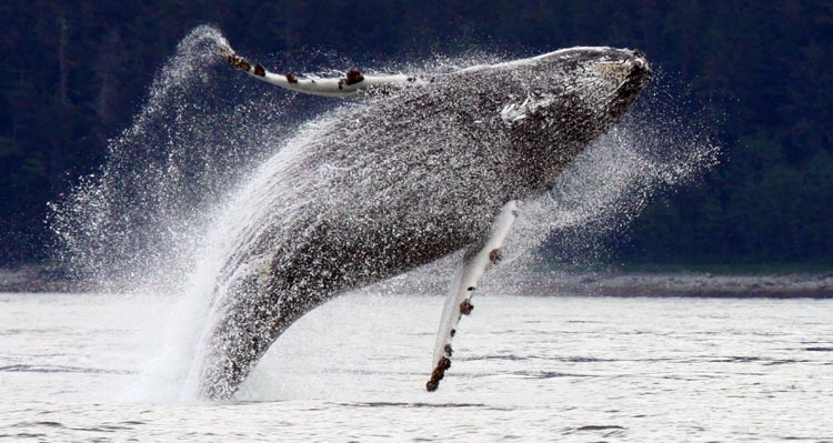 A grey whale breaches the water's surface