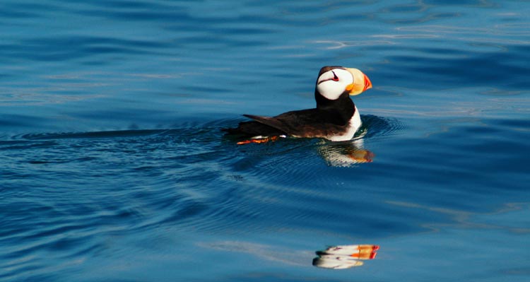 A horned puffin swims in a dark blue sea