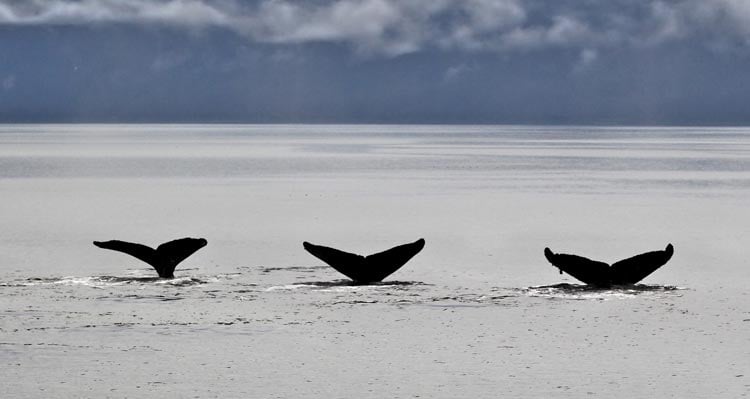 Three whale tails just above the water's surface