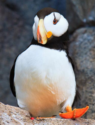 Why We Love Puffins: 7 Cool Facts