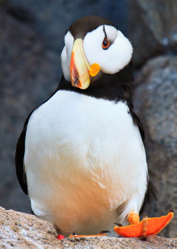 A horned puffin walking on a rock with bright white feathers and orange beak and feet