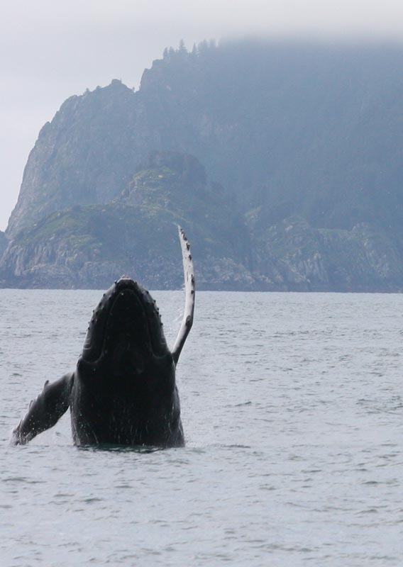 A whale emerges from the water with a fin raised, as though it is waving at a nearby boat