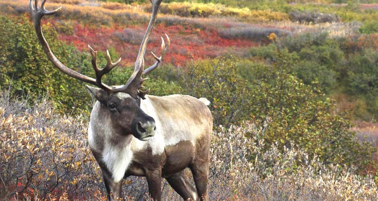 A caribou with large antlers stands among low-growing vegetation.