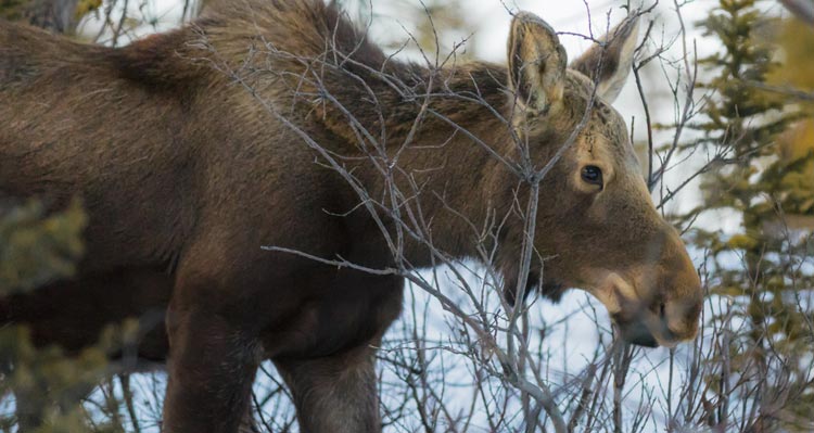 A close-up of a moose through trees.
