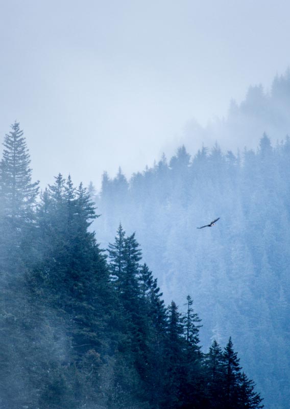 A large bird flies past a tree covered hillside