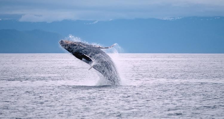 A humpback whale breaches the ocean's surface.