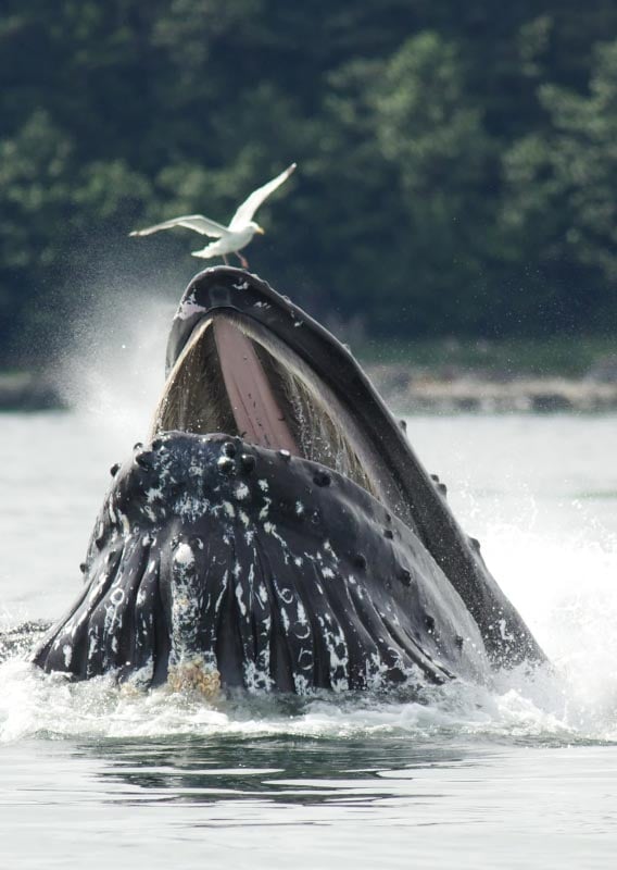 A humpback whale breaches its head from water, as a seagull flies nearby.