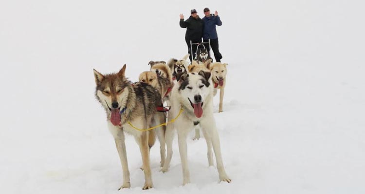 Sled dogs lead the way with a pair of people in back.