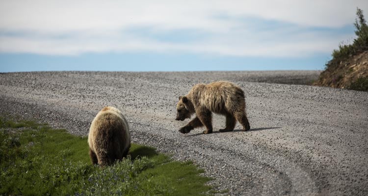 Two bears walk along a gravel road.