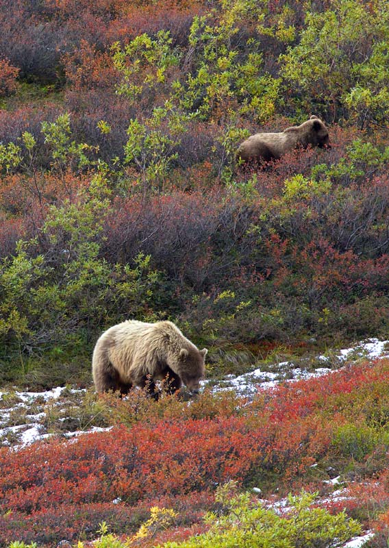 A group of bears forage in a meadow eating various plants of different colors