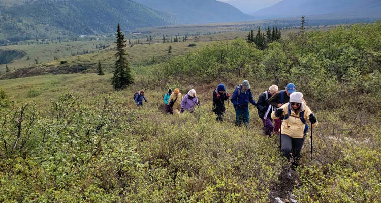 A group of hikers walk through low-growing shrubs in a tundra landscape.